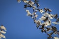 White cherry flowers blossom against the background of a blue sky. A lot of white flowers Royalty Free Stock Photo
