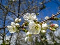 White cherry flowers blossom against the background of a blue sky. A lot of white flowers in sunny spring day. Royalty Free Stock Photo