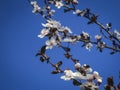 White cherry flowers blossom against the background of a blue sky. A lot of white flowers in sunny spring day Royalty Free Stock Photo