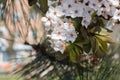 White cherry flowers blossoms on gentle light blurred background, white spring flowers Royalty Free Stock Photo