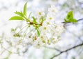 White cherry flowers