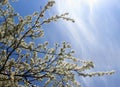 white cherry flowers a blue sky background, cherry branches, beautiful natural background, trees, spring Royalty Free Stock Photo