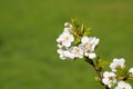 White cherry flowers, blured green background with text space Royalty Free Stock Photo