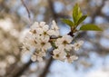 White cherry flowers on a branch