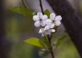 White cherry flowers on a branch