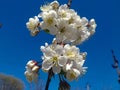 White cherry flowers close-up against bright, blue sky. Spring background, the revival of life Royalty Free Stock Photo