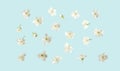 white cherry flowers of different shapes on a blue background. flat top view.