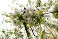 Bright white cherry flowers and young leaves Royalty Free Stock Photo