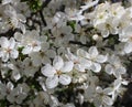 white cherry flowers in foliage, cherry branches, beautiful natural background, spring, blossoms Royalty Free Stock Photo