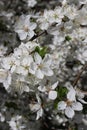 white cherry flowers in foliage, cherry branches, beautiful natural background, spring, blossoms Royalty Free Stock Photo