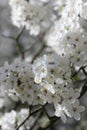 white cherry flowers in foliage, cherry branches, beautiful natural background, spring, blossoms Royalty Free Stock Photo