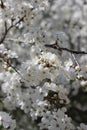 white cherry flowers in foliage, cherry branches, beautiful natural background, spring, blossoms Royalty Free Stock Photo