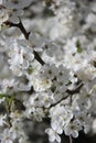 white cherry flowers in foliage, cherry branches, beautiful natural background, spring, blossoms Royalty Free Stock Photo