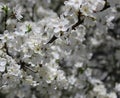 white cherry flowers in foliage, cherry branches, beautiful natural background, spring, blossoms Royalty Free Stock Photo