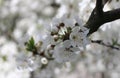 white cherry flowers in foliage, cherry branches, beautiful natural background, spring, blossoms Royalty Free Stock Photo