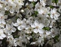 white cherry flowers in foliage, cherry branches, beautiful natural background, spring, blossoms Royalty Free Stock Photo