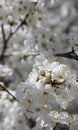 white cherry flowers in foliage, cherry branches, beautiful natural background, spring, blossoms Royalty Free Stock Photo