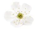 white cherry flowers isolated on white background. white spring flowers Royalty Free Stock Photo