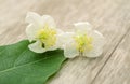 White cherry flowers isolated on white background. white spring flowers. Royalty Free Stock Photo