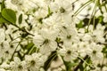 White cherry flowers on long peduncles Royalty Free Stock Photo
