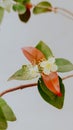 white cherry flowers macro photography of pitanga flowers Royalty Free Stock Photo