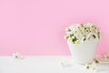 White cherry flowers on pink background,  white wooden board.  Creative layout , spring minimal concept. Spring background with Royalty Free Stock Photo