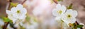 White cherry flowers with raindrops, spring background, panorama