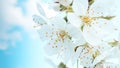 White cherry flowers at the spring against blue sky