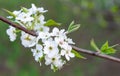 Cherry blossums on branch in forest