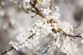 White cherry flowers on the trees in spring Royalty Free Stock Photo