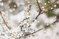 White cherry flowers on the trees in spring Royalty Free Stock Photo