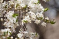 White cherry flowers on the trees in spring Royalty Free Stock Photo