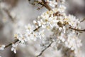 White cherry flowers on the trees in spring Royalty Free Stock Photo