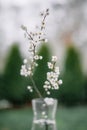 White cherry flowers twig on glass vase on spring time Royalty Free Stock Photo