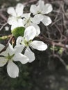 White cherry flowers .