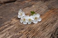 White cherry flowers on wooden background.