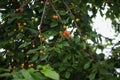 White cherry fruit tree. Fruit harvest Royalty Free Stock Photo