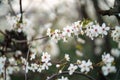 White cherry / peach flowers during spring Royalty Free Stock Photo