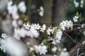 White cherry / peach flowers during spring Royalty Free Stock Photo