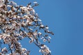 White cherry plum flowers blossom against background of blue sky. A lot of white flowers in sunny spring day. Selective focus Royalty Free Stock Photo