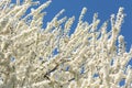 White Cherry Plum Tree Flowers Royalty Free Stock Photo