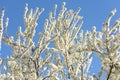 White Cherry Plum Tree Flowers Royalty Free Stock Photo