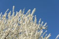 White Cherry Plum Tree Flowers Royalty Free Stock Photo