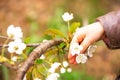 White cherry spring blossom in the hand. Child hand touching beautiful blossoms tree flowers. Royalty Free Stock Photo