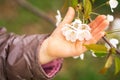 White cherry spring blossom in the hand. Girls hand touching beautiful blossoms tree flowers. Royalty Free Stock Photo