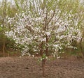 White cherry tree blooming beautiful, spring time