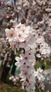 White cherry tree blooming flowers in springtime Royalty Free Stock Photo