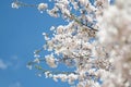 White cherry tree blooming in spring
