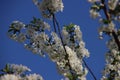 White cherry tree blossom with blue sky in the background in spring.in the Netherlands Royalty Free Stock Photo