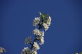 White cherry tree blossom with blue sky in the background in spring.in the Netherlands Royalty Free Stock Photo